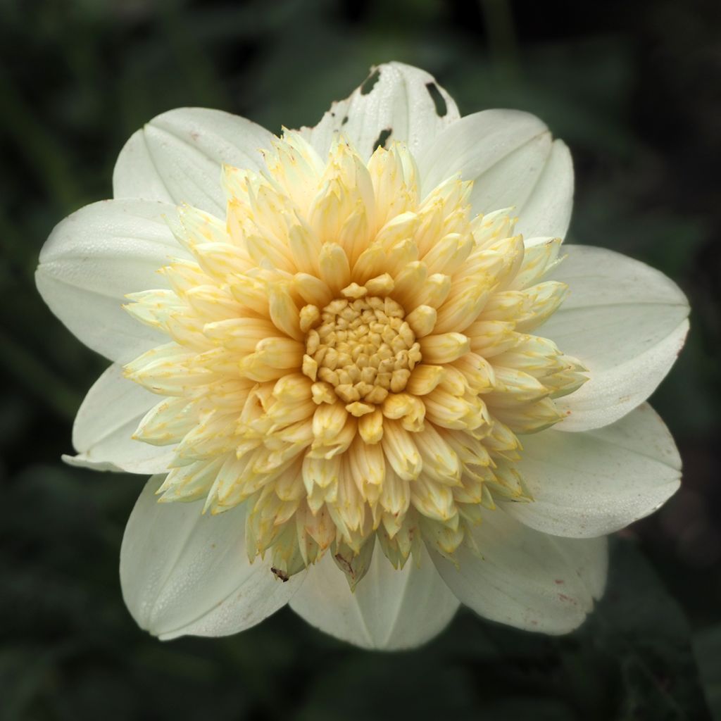 Dalia a fior d'anemone Platinum Blonde