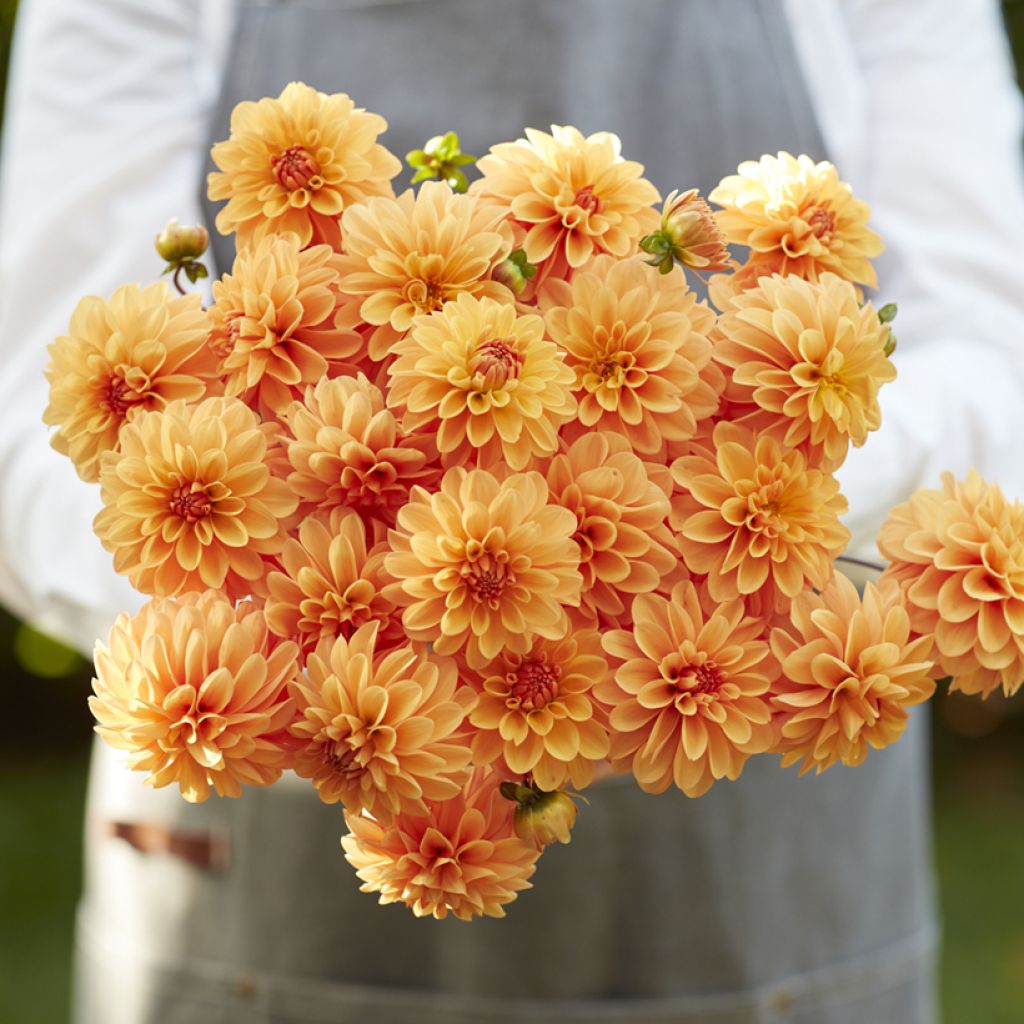 Dalia ball Bazuin Bright Orange