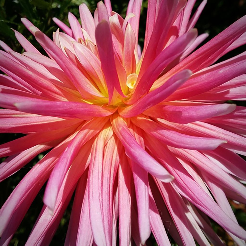 Dalia cactus Bora Bora