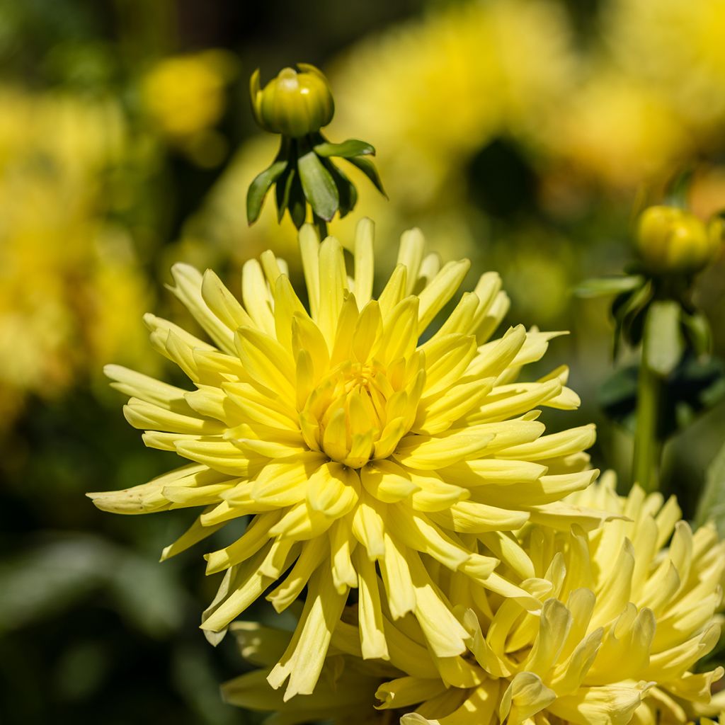 Dalia cactus Kennemerland