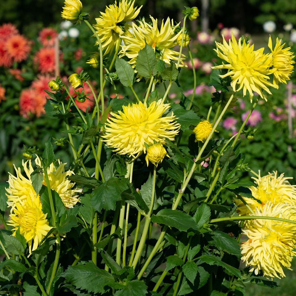 Dalia cactus Kennemerland