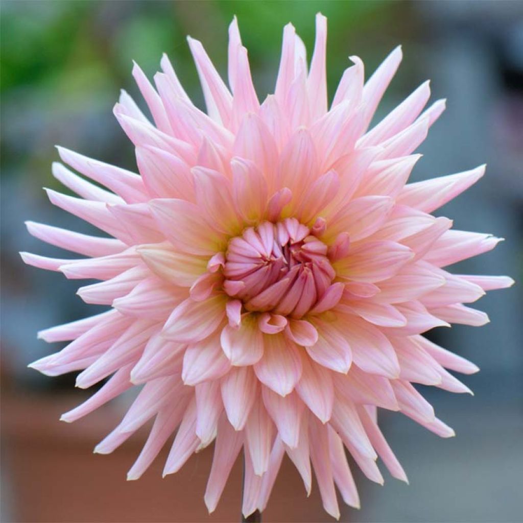 Dahlia cactus Préférence