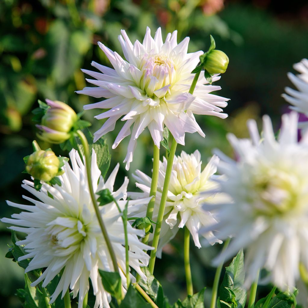 Dalia cactus Shooting Star