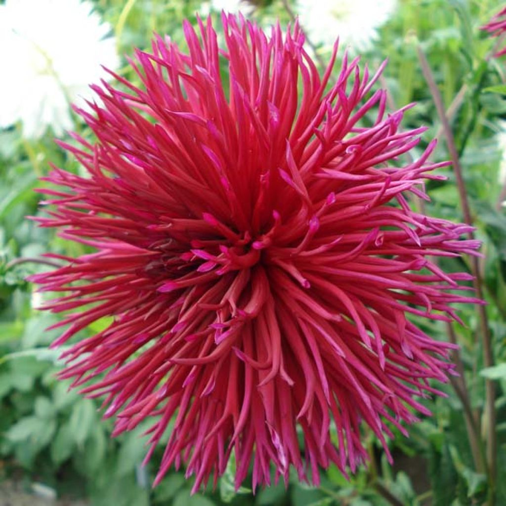 Dahlia cactus Urchin