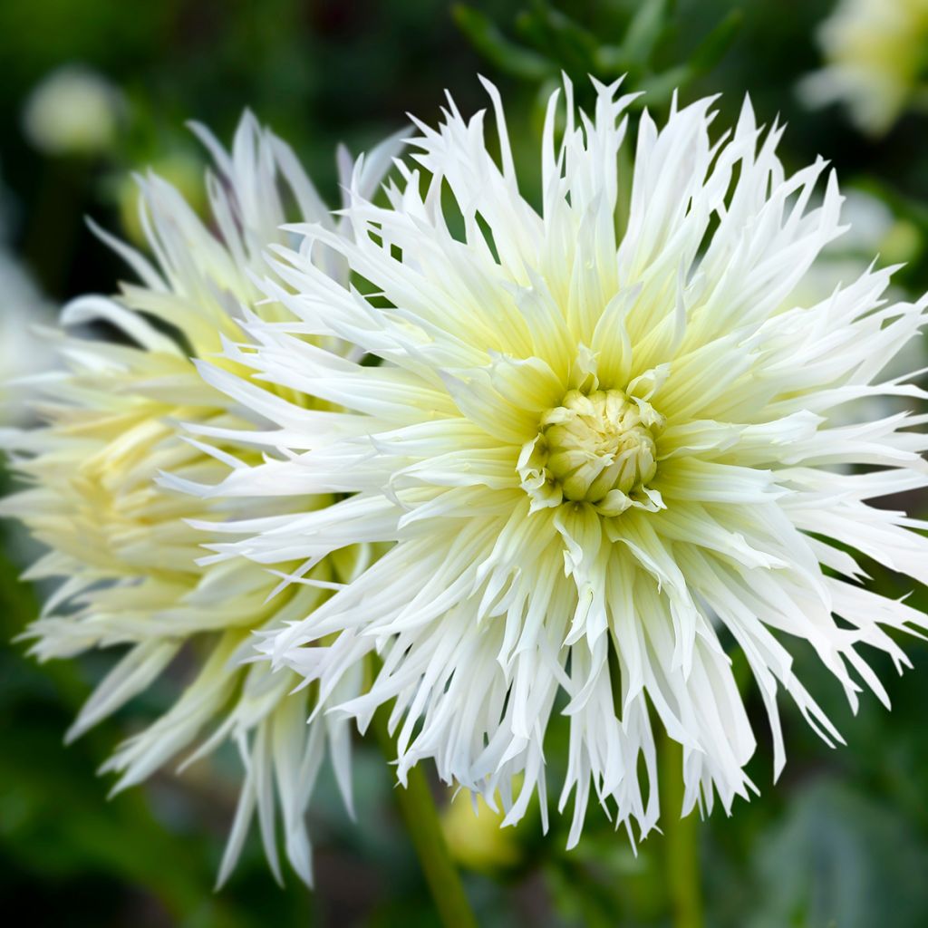 Dalia cactus Ice Crystal