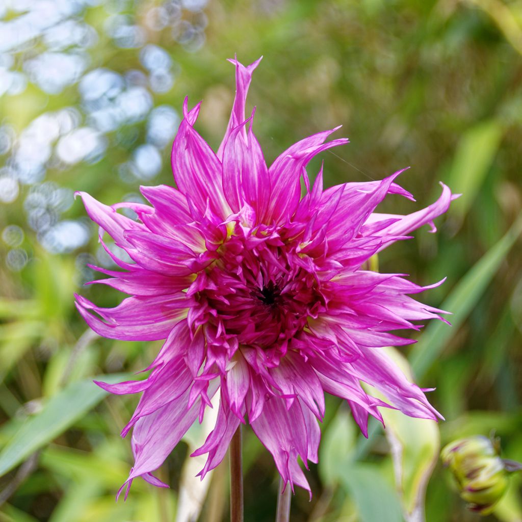 Dalia cactus Nadia Ruth