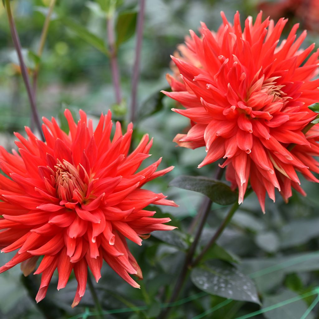 Dalia cactus Park Idylle