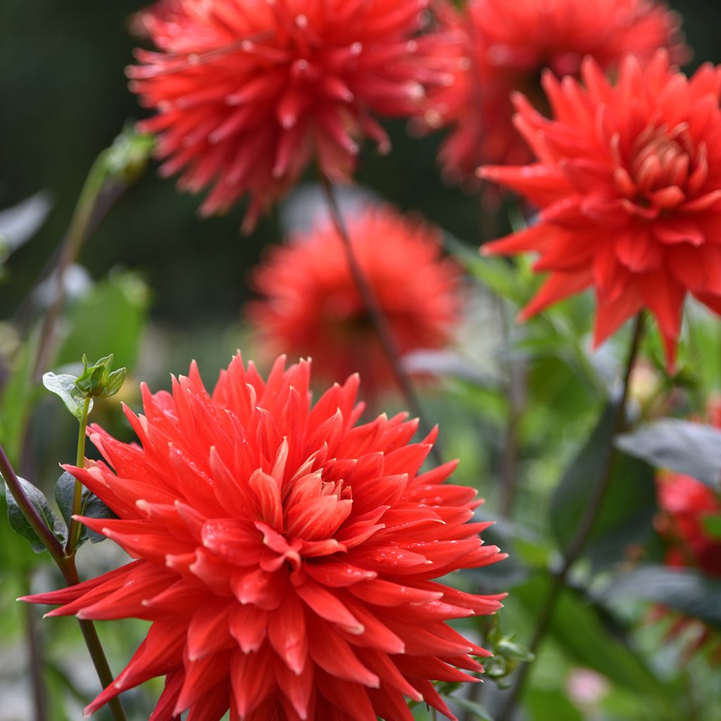 Dalia cactus Park Idylle