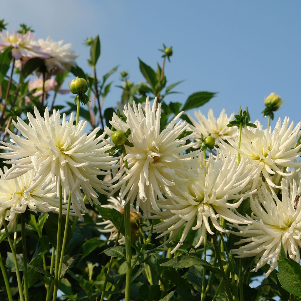 Dalia cactus Playa Blanca