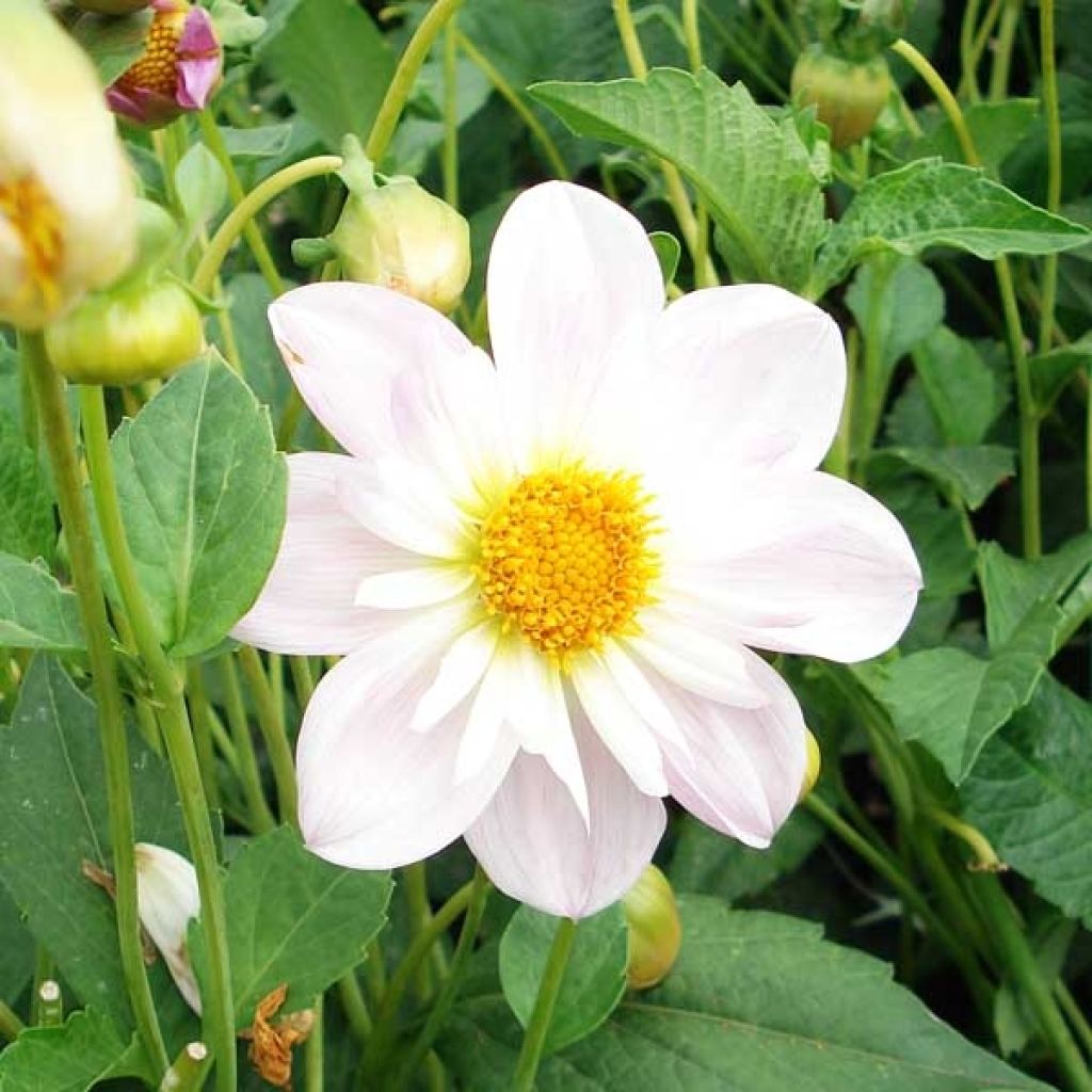 Dahlia Collerette Teesbrook Audrey