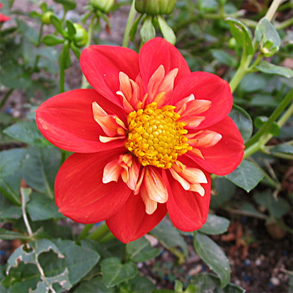 Dahlia collerette Alstergruss - Dahlia nain à collerette