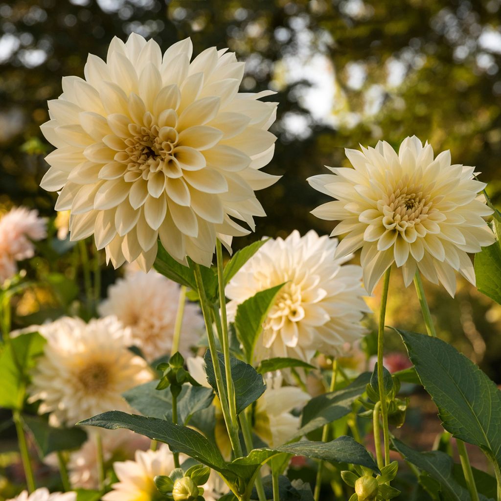 Dalia decorativa Café Au Lait Suprême