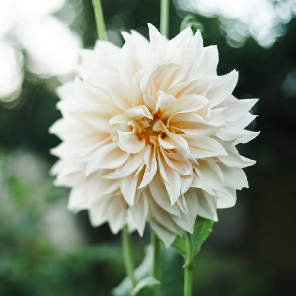 Dalia decorativa Café Au Lait Suprême