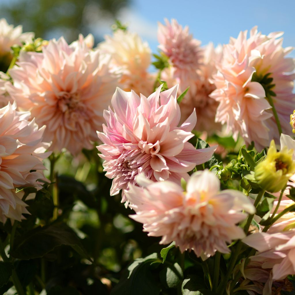 Dalia decorativa Café Au Lait rosé