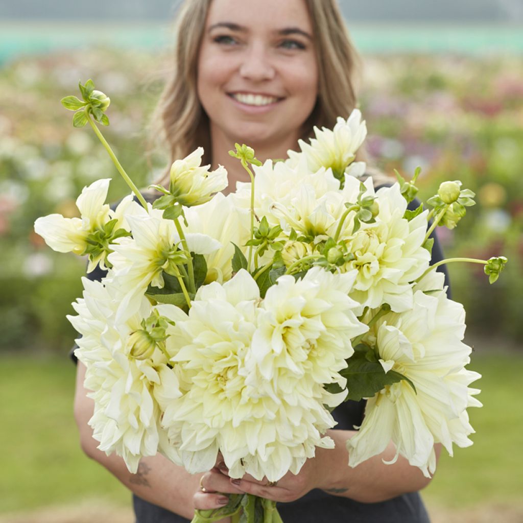 Dalia decorativa Ice Breaker