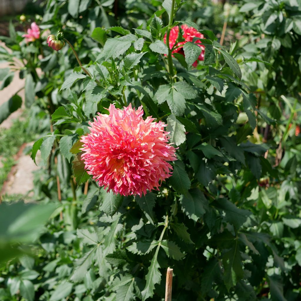 Dalia decorativa Myrtle's Folly