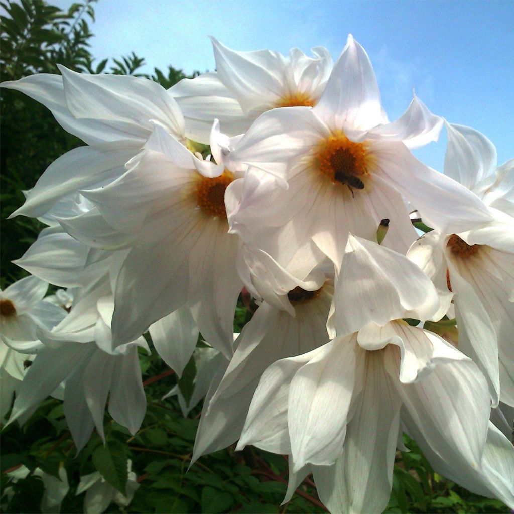 Dahlia imperialis White - Dahlia impérial