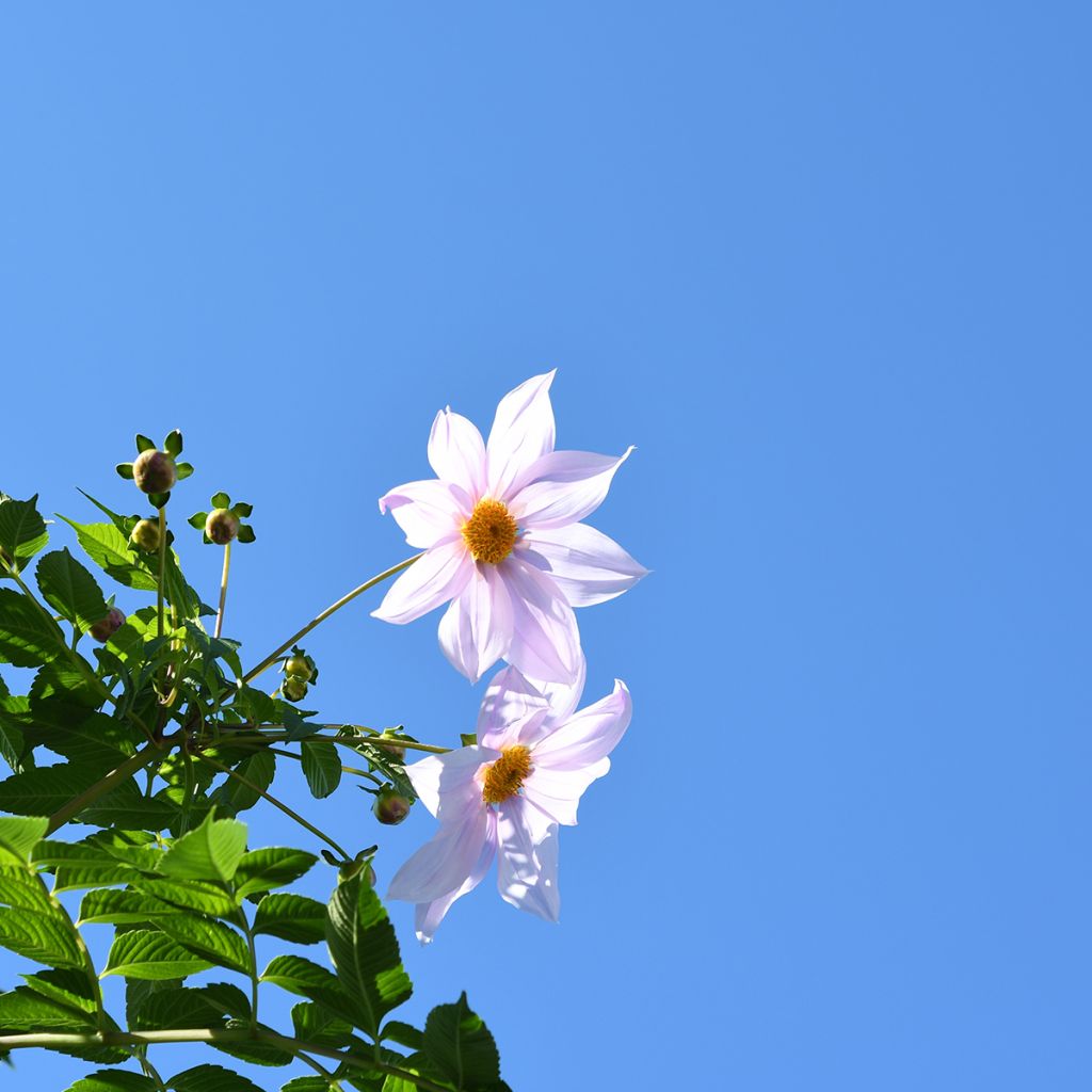 Dahlia imperialis White