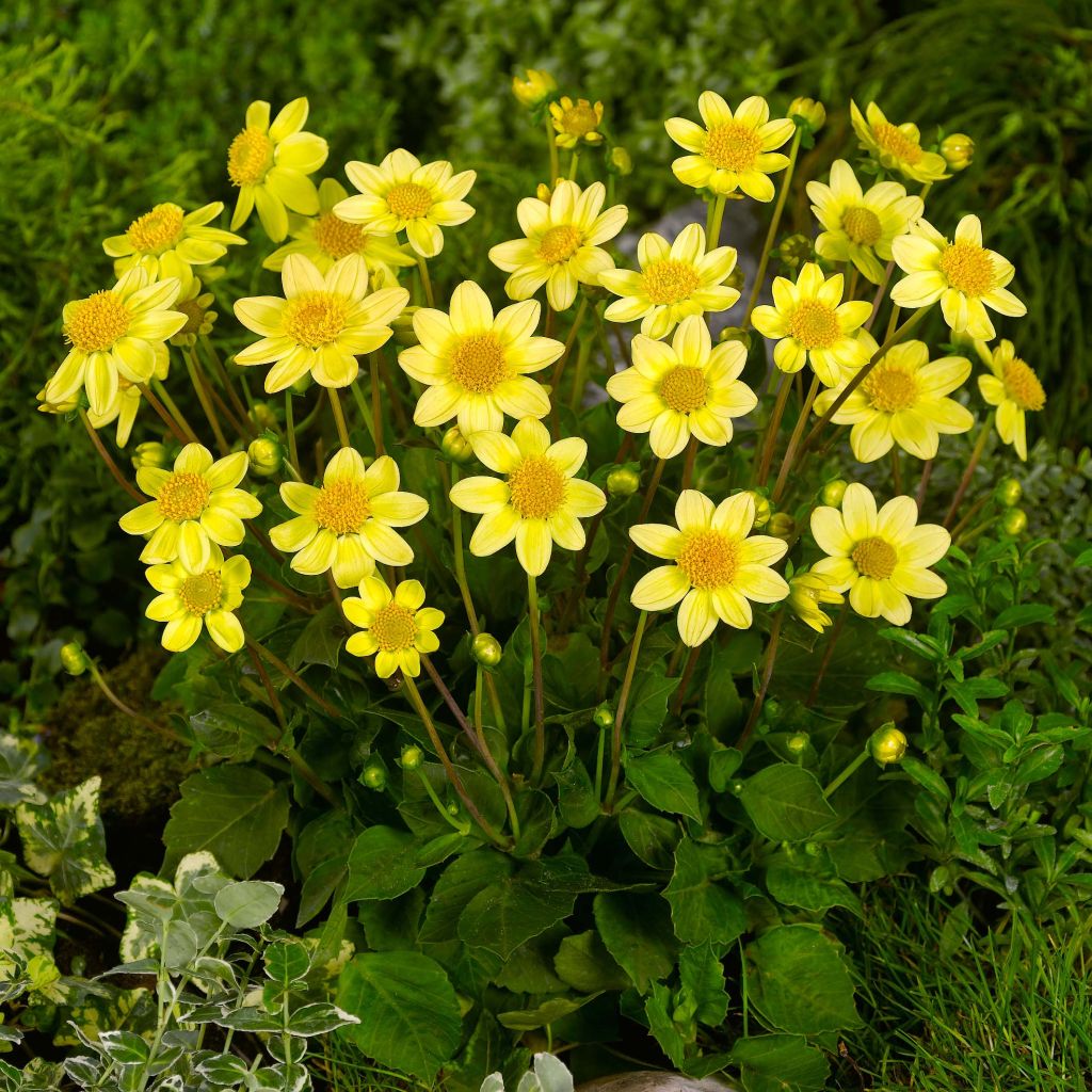 Dahlia nain Topmix Yellow