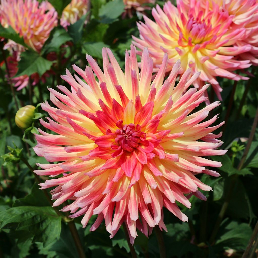 Dahlia cactus Karma Sangria