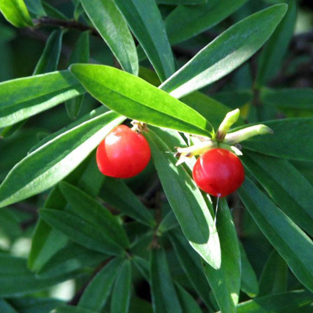 Danae racemosa - Lauro d'Alessandria