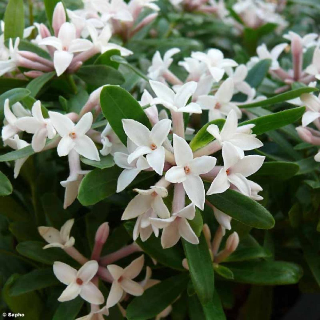 Daphne x transatlantica Eternal Fragrance®