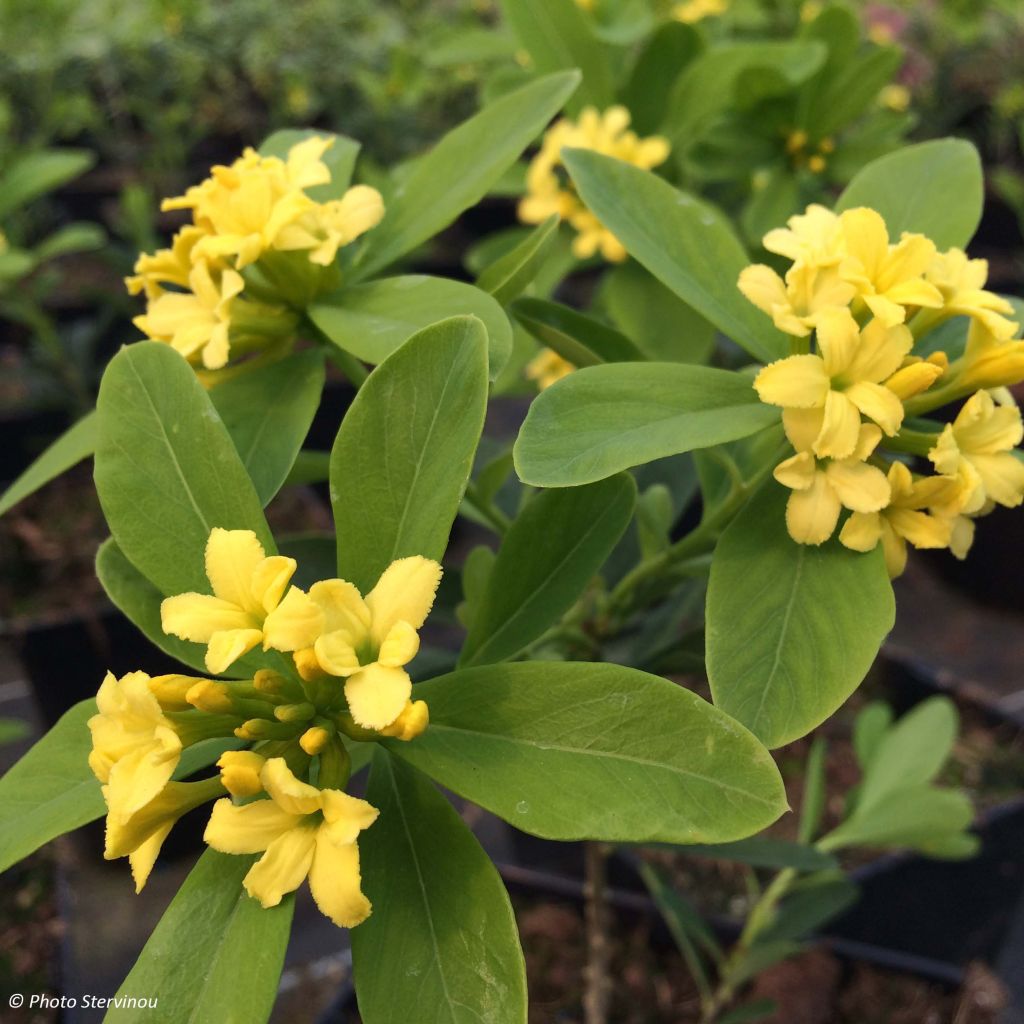 Daphne gemmata Royal Crown - Dafne