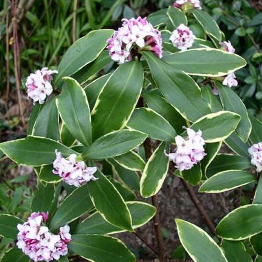 Daphne odora Aureomarginata - Dafne odorosa