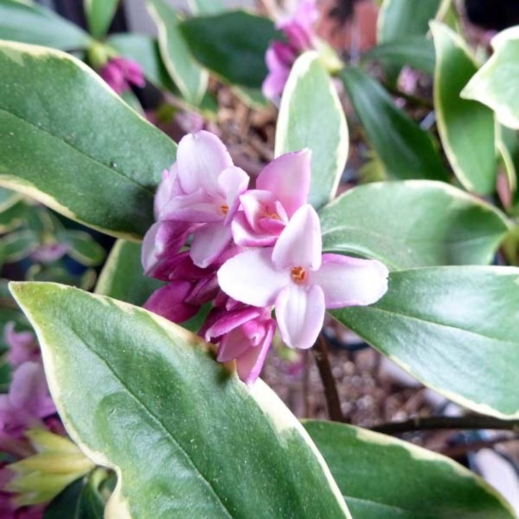 Daphne odora Aureomarginata - Dafne odorosa