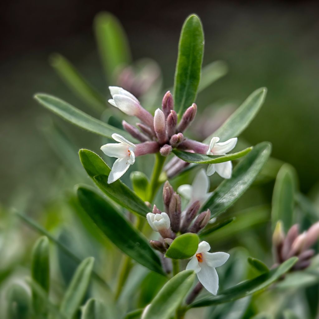 Daphne transatlantica Eternal Fragrance - Dafne