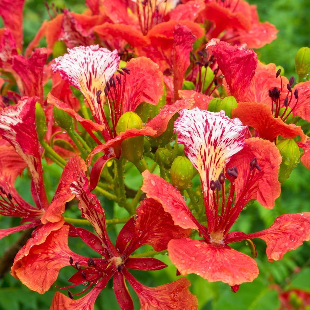 Delonix regia - Flamboyant