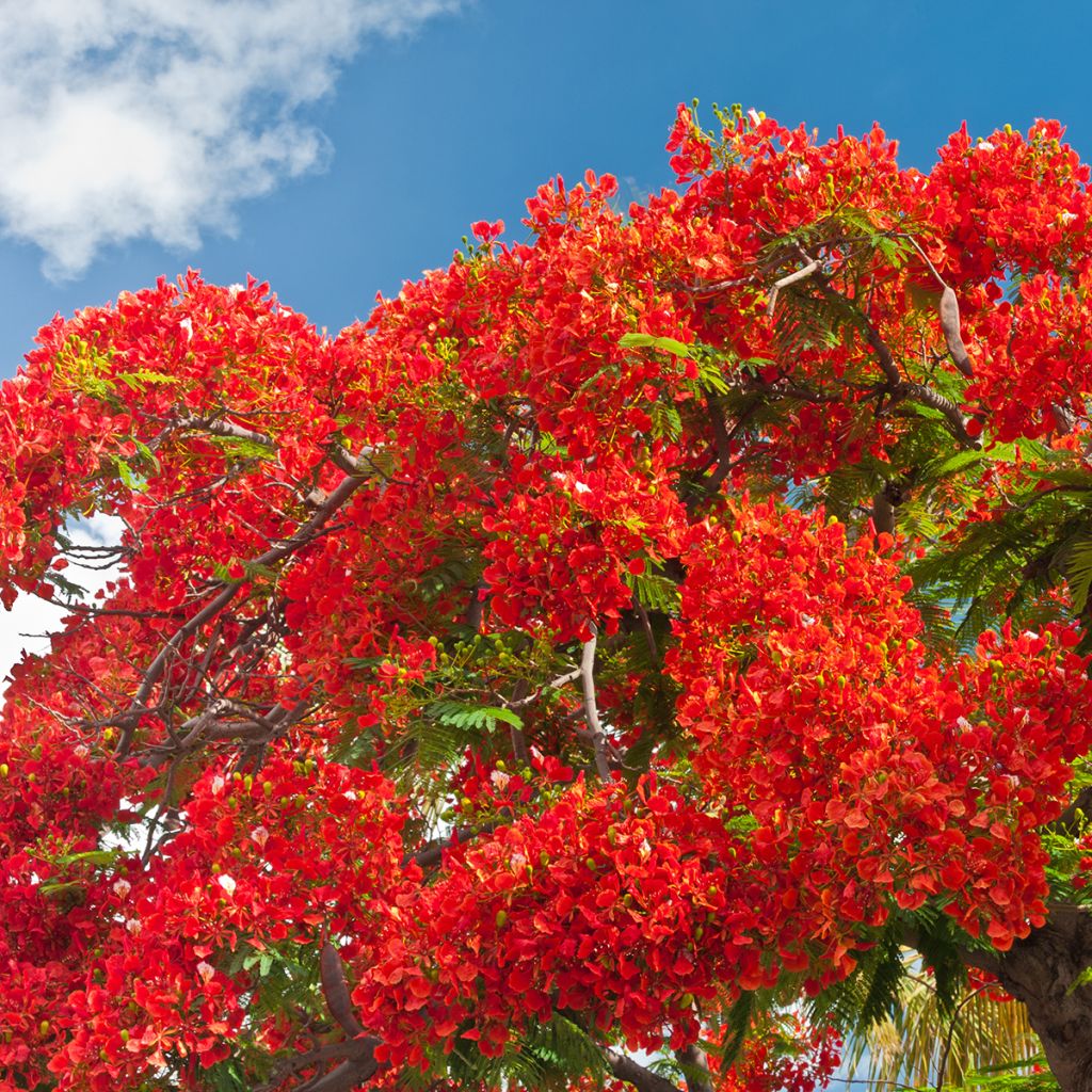 Delonix regia - Flamboyant