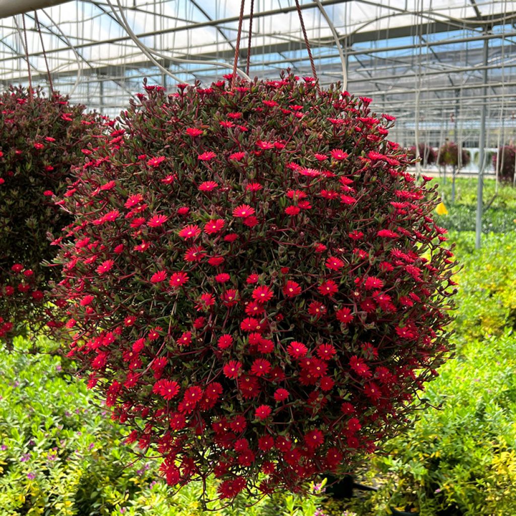 Delosperma Desert Dancers Red