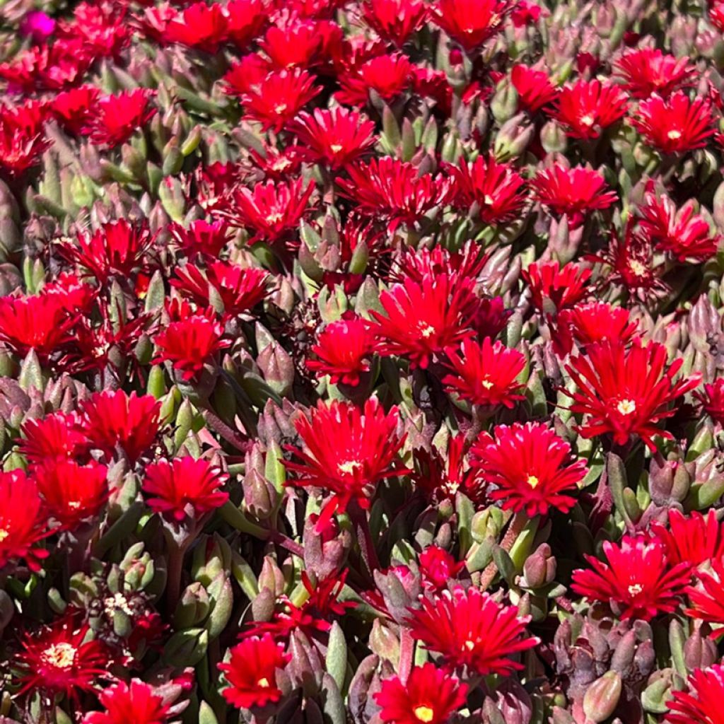 Delosperma Desert Dancers Red