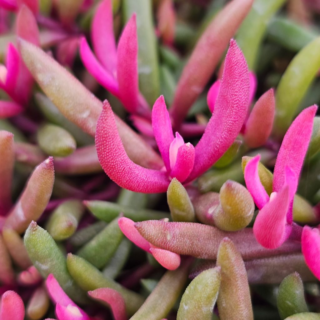 Delosperma Desert Dancers Red