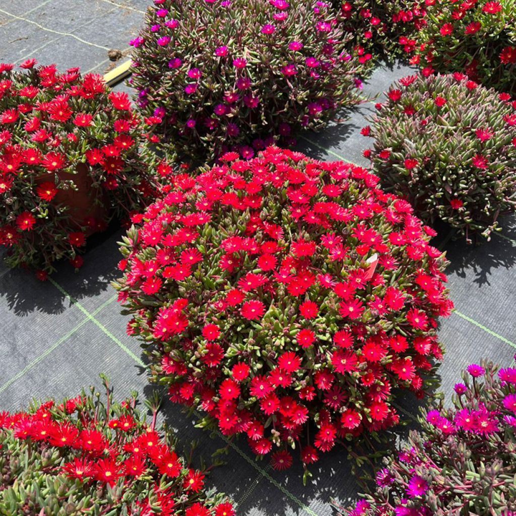 Delosperma Desert Dancers Red