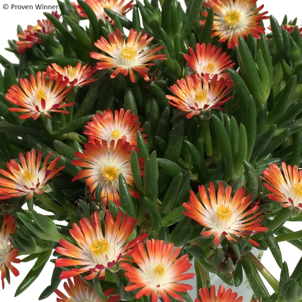 Delosperma congestum (x) cooperi Royal Ranger Red