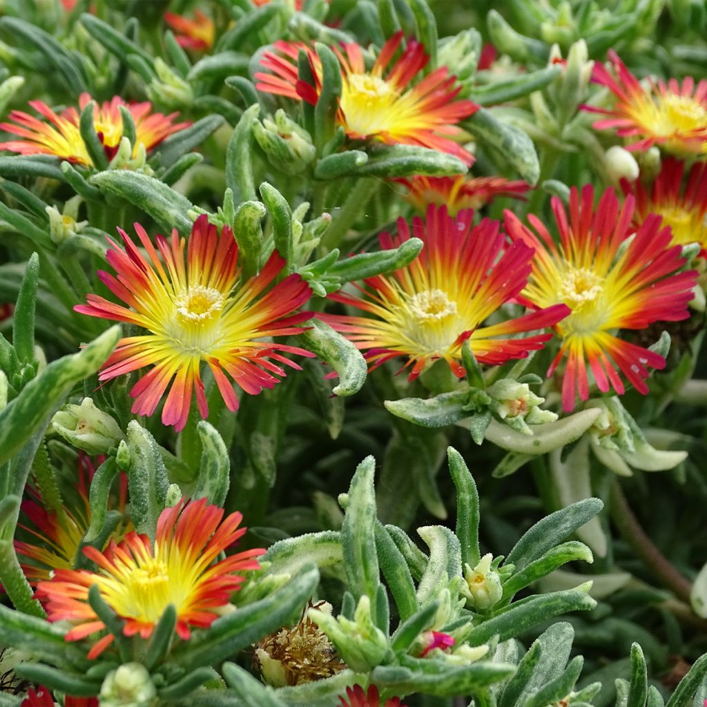 Delosperma Wheels of Wonder Fire