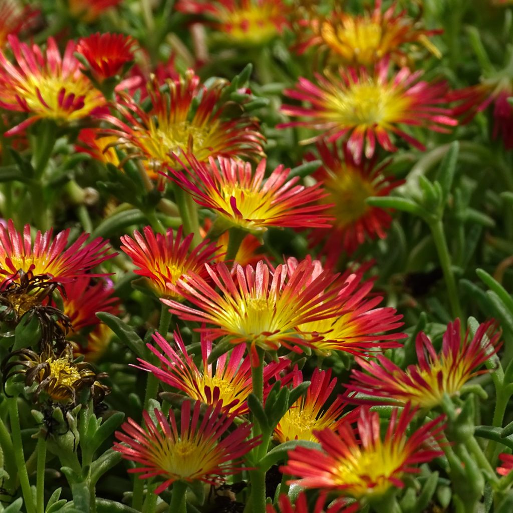 Delosperma Wheels of Wonder Fire