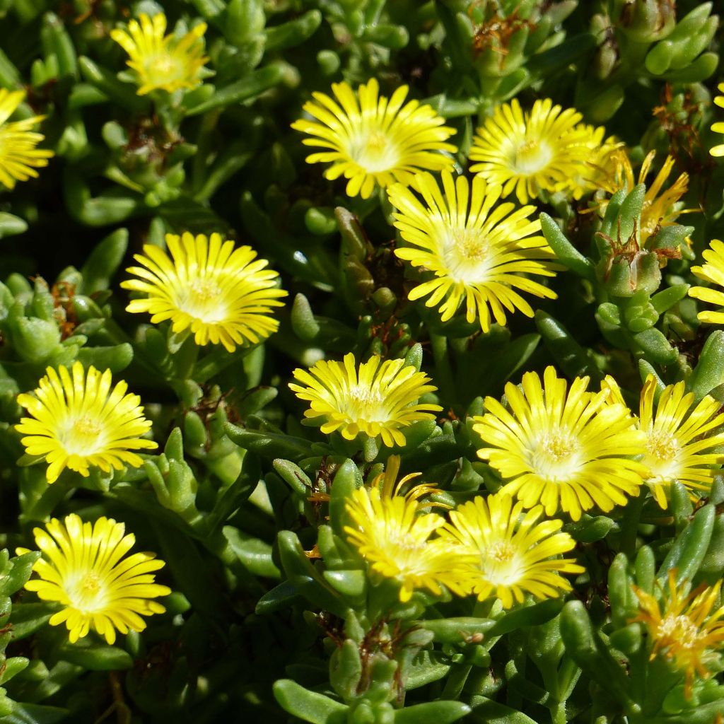 Delosperma Wheels of Wonder Golden - Délosperme