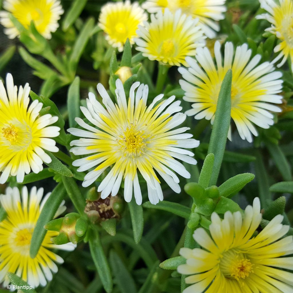 Delosperma Wheels of Wonder Limoncello