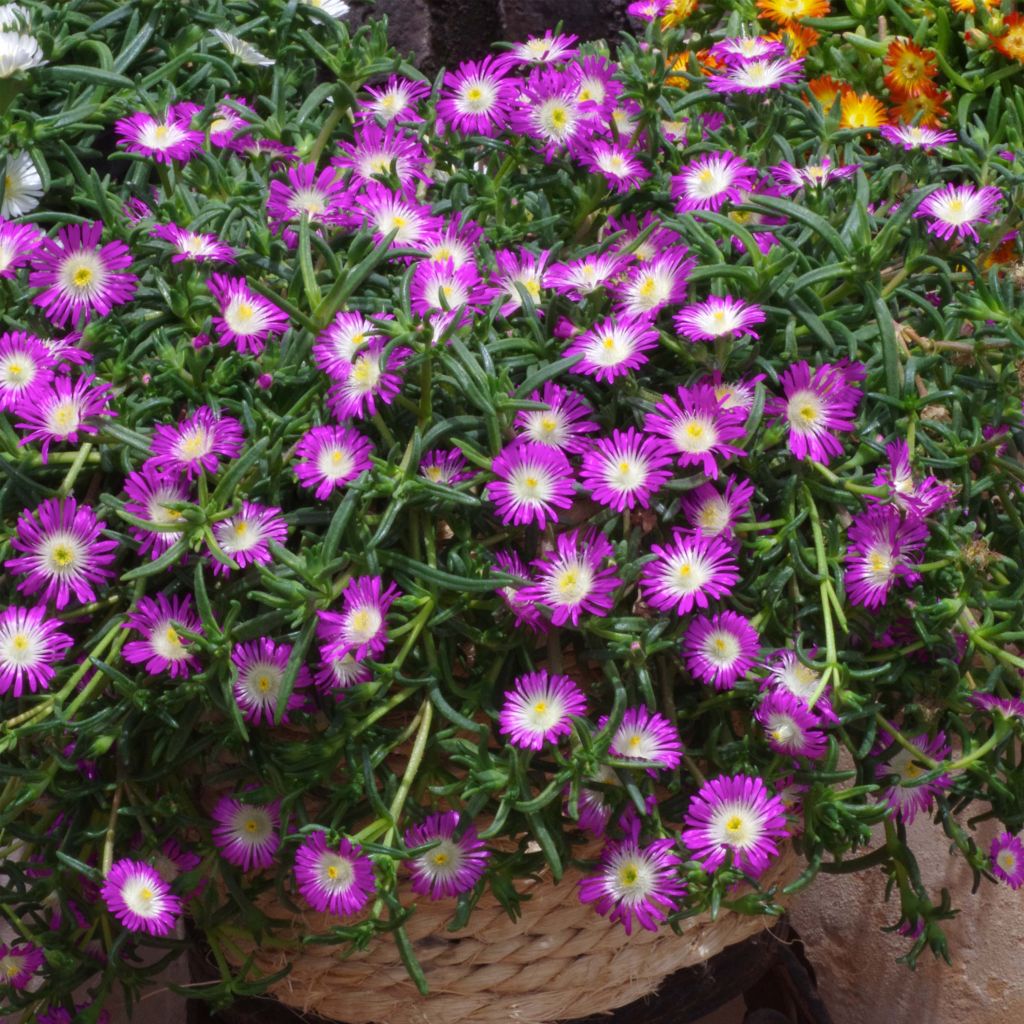 Delosperma Wheels of Wonder Violet