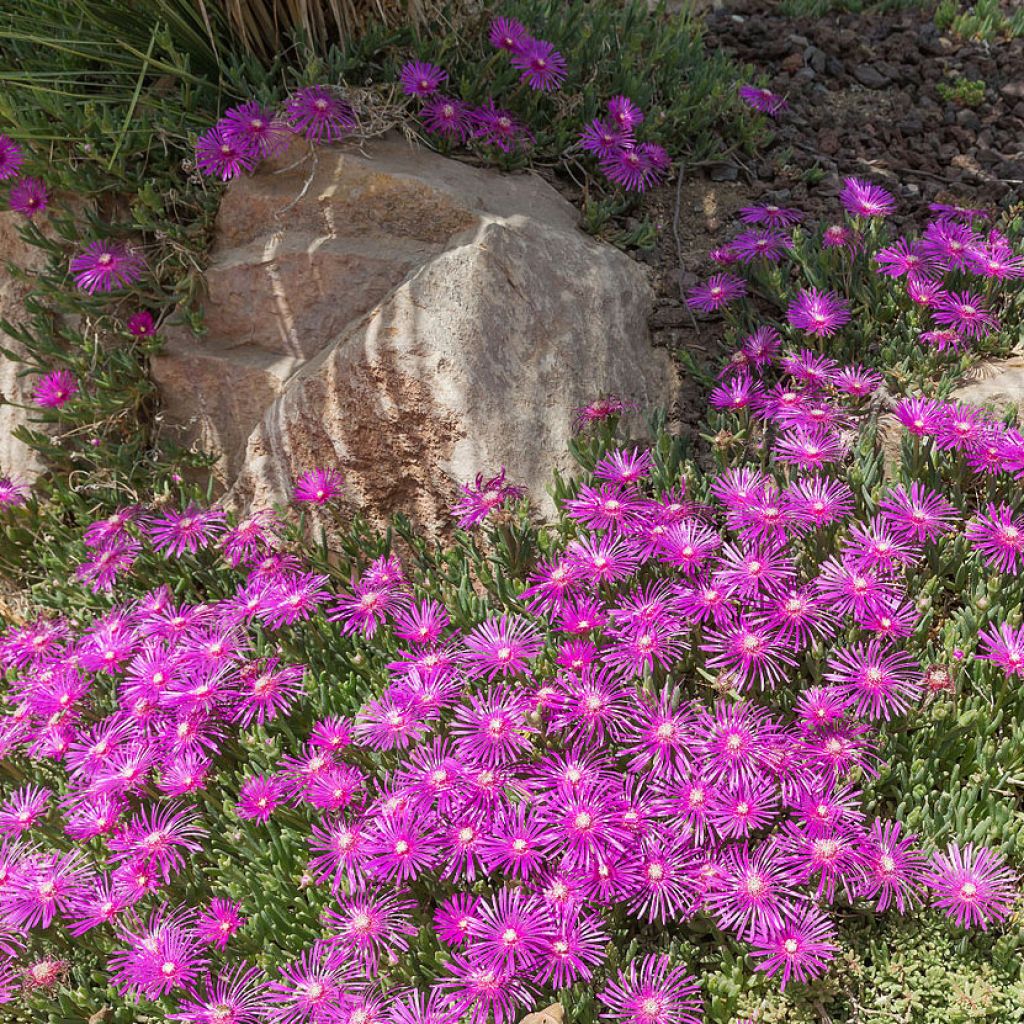 Delosperma cooperi - Pourpier de Cooper