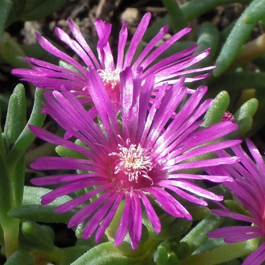 Delosperma cooperi - Pourpier de Cooper