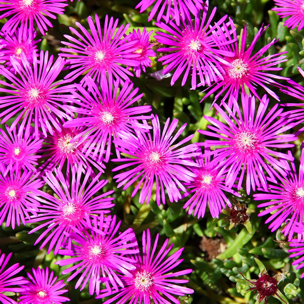 Delosperma cooperi