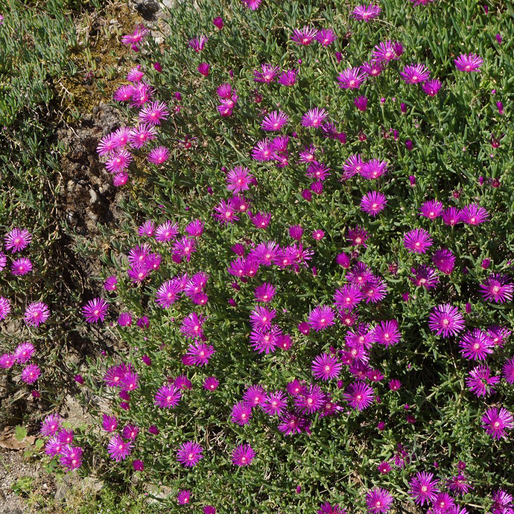 Delosperma cooperi