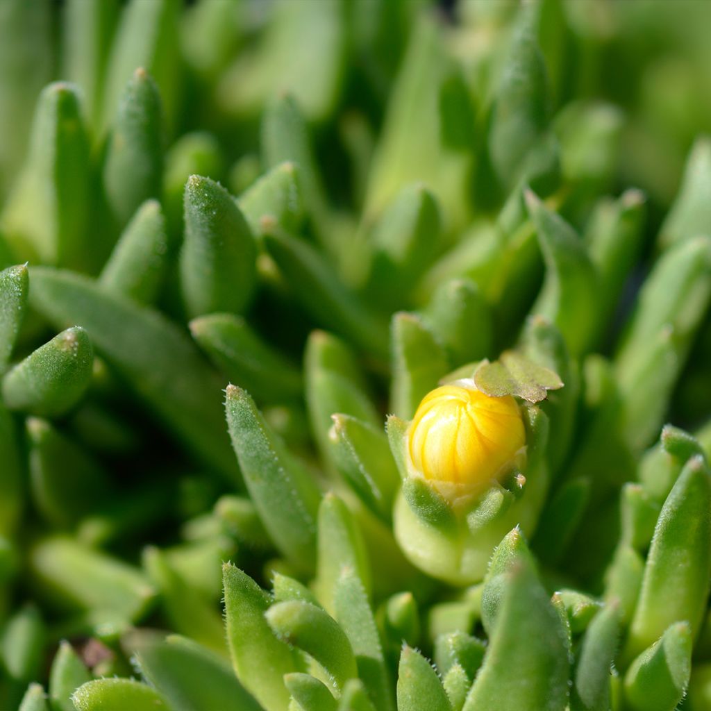 Delosperma deschampsii