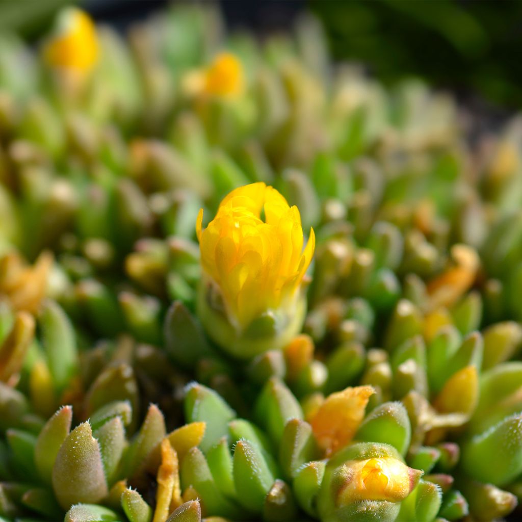 Delosperma deschampsii