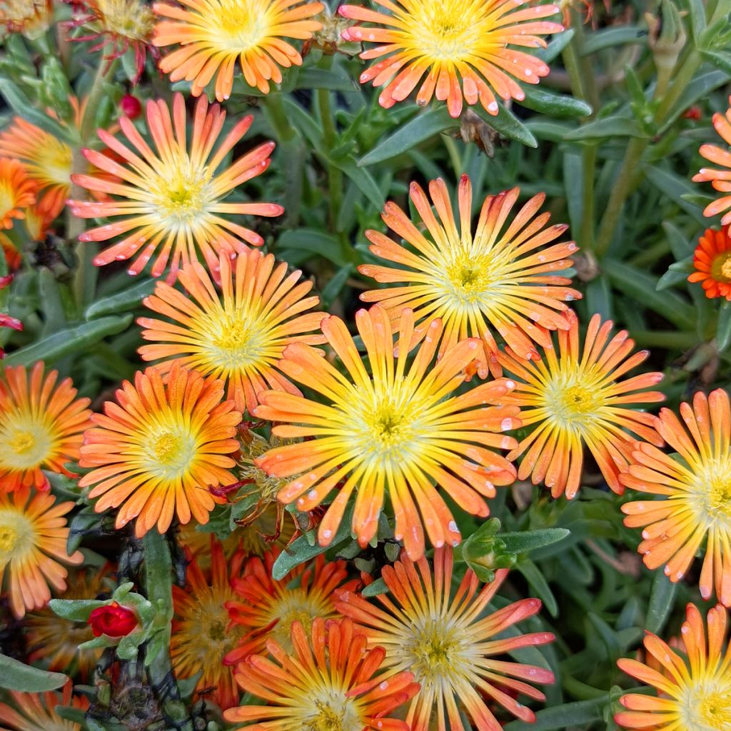 Delosperma Wheels of Wonder Orange