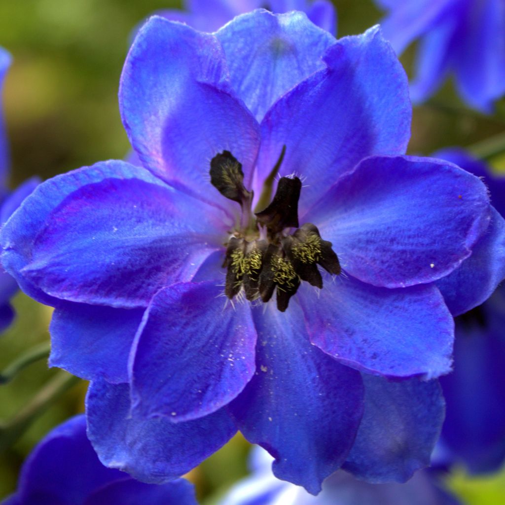 Delphinium Blue Jay, Pied d Alouette